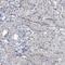 Oleoyl-ACP Hydrolase antibody, HPA037948, Atlas Antibodies, Immunohistochemistry frozen image 
