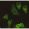 Kinesin-like protein KIF11 antibody, LS-C812951, Lifespan Biosciences, Immunocytochemistry image 