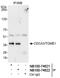 Cell division cycle-associated protein 3 antibody, NB100-74622, Novus Biologicals, Western Blot image 