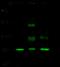 Scm Polycomb Group Protein Like 2 antibody, 101753-T32, Sino Biological, Western Blot image 