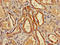 Aminocarboxymuconate Semialdehyde Decarboxylase antibody, orb400716, Biorbyt, Immunohistochemistry paraffin image 