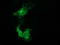 V-Set And Immunoglobulin Domain Containing 2 antibody, TA502162, Origene, Immunofluorescence image 