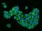 Heparin-binding growth factor 1 antibody, 204233-T02, Sino Biological, Immunohistochemistry frozen image 