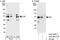 FGFR1 Oncogene Partner antibody, A301-860A, Bethyl Labs, Western Blot image 