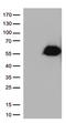 CD27 Molecule antibody, TA812511, Origene, Western Blot image 