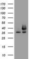 GAPDH antibody, TA802563, Origene, Western Blot image 