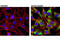 Ribosomal Protein S6 antibody, 2211S, Cell Signaling Technology, Immunofluorescence image 