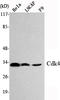 Cyclin Dependent Kinase 4 antibody, STJ98476, St John