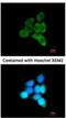 Multiple inositol polyphosphate phosphatase 1 antibody, NBP1-32872, Novus Biologicals, Immunocytochemistry image 