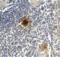 T Cell Immunoreceptor With Ig And ITIM Domains antibody, SD8828, ProSci Inc, Immunohistochemistry paraffin image 