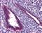 Jumonji Domain Containing 1C antibody, orb94322, Biorbyt, Immunohistochemistry paraffin image 