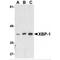X-Box Binding Protein 1 antibody, MBS151369, MyBioSource, Western Blot image 