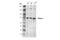 Ribonuclease L antibody, 27281S, Cell Signaling Technology, Western Blot image 