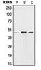 Jun Proto-Oncogene, AP-1 Transcription Factor Subunit antibody, orb214144, Biorbyt, Western Blot image 