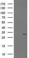 Proteasome Subunit Alpha 6 antibody, TA800106BM, Origene, Western Blot image 