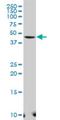 Selenoprotein I antibody, H00085465-A01, Novus Biologicals, Western Blot image 