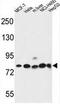 Gephyrin antibody, AP51909PU-N, Origene, Western Blot image 