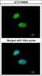 Forkhead Box K2 antibody, GTX104848, GeneTex, Immunofluorescence image 