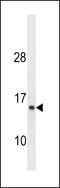 ATPase H+ Transporting V1 Subunit G1 antibody, 60-605, ProSci, Western Blot image 