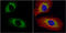 Centrosomin antibody, GTX118895, GeneTex, Immunocytochemistry image 