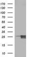 BH3-interacting domain death agonist antibody, CF506763, Origene, Western Blot image 
