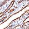 Cathepsin L antibody, AF952, R&D Systems, Immunohistochemistry paraffin image 