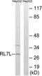 Ribosomal Protein L7 Like 1 antibody, TA316328, Origene, Western Blot image 