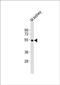 Dopamine Receptor D5 antibody, PA5-49445, Invitrogen Antibodies, Western Blot image 