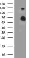 Signal Regulatory Protein Alpha antibody, TA507337, Origene, Western Blot image 