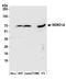 DDB1 And CUL4 Associated Factor 4 antibody, A301-907A, Bethyl Labs, Western Blot image 