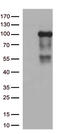 Disintegrin and metalloproteinase domain-containing protein 28 antibody, TA812739S, Origene, Western Blot image 