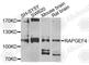 Rap Guanine Nucleotide Exchange Factor 4 antibody, A4484, ABclonal Technology, Western Blot image 