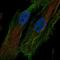 HtrA Serine Peptidase 1 antibody, NBP1-81654, Novus Biologicals, Immunofluorescence image 