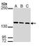 Structural Maintenance Of Chromosomes 3 antibody, GTX109827, GeneTex, Western Blot image 