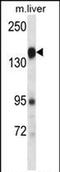 Plexin C1 antibody, PA5-71829, Invitrogen Antibodies, Western Blot image 