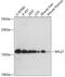 60S ribosomal protein L27 antibody, GTX66153, GeneTex, Western Blot image 