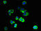 Polycystin 2 Like 2, Transient Receptor Potential Cation Channel antibody, LS-C398679, Lifespan Biosciences, Immunofluorescence image 
