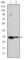 Cyclin D3 antibody, abx011702, Abbexa, Western Blot image 