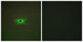 Protein Kinase AMP-Activated Non-Catalytic Subunit Gamma 2 antibody, abx013830, Abbexa, Western Blot image 