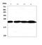 Retinol Binding Protein 4 antibody, A01089, Boster Biological Technology, Western Blot image 