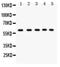 Serine/Threonine Kinase 11 antibody, PB9270, Boster Biological Technology, Western Blot image 