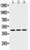 Proliferation-Associated 2G4 antibody, A02791, Boster Biological Technology, Western Blot image 