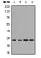 NOP2/Sun RNA Methyltransferase 6 antibody, orb341254, Biorbyt, Western Blot image 