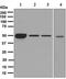 Cyp17 antibody, ab125022, Abcam, Western Blot image 