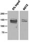 Cas9 antibody, NBP2-52398, Novus Biologicals, Immunoprecipitation image 