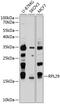 60S ribosomal protein L29 antibody, 23-802, ProSci, Western Blot image 