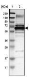 DnaJ Heat Shock Protein Family (Hsp40) Member C1 antibody, NBP1-85002, Novus Biologicals, Western Blot image 