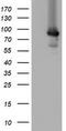 Mitochondrial Intermediate Peptidase antibody, CF800237, Origene, Western Blot image 