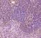 CD163 antibody, A00812-1, Boster Biological Technology, Immunohistochemistry frozen image 