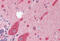  antibody, MBS242470, MyBioSource, Immunohistochemistry frozen image 